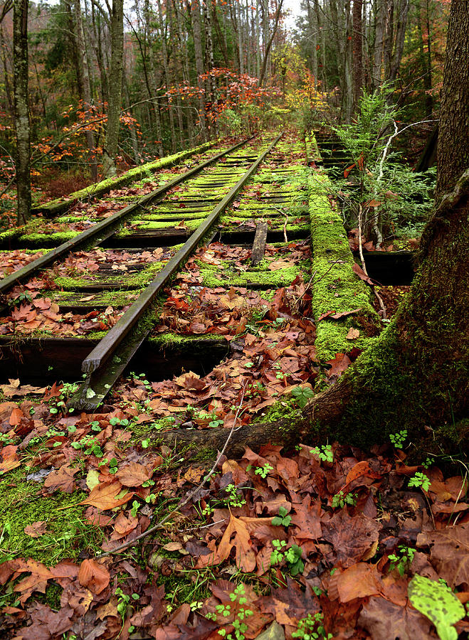 Mossy Train Tracks Photograph by Lisa Lambert-Shank