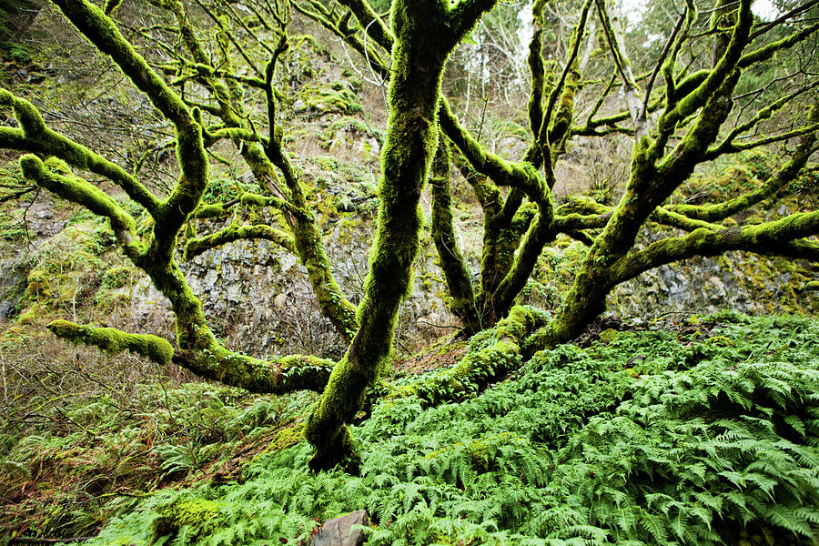 Mossy Tree Limbs Photograph by Andipantz