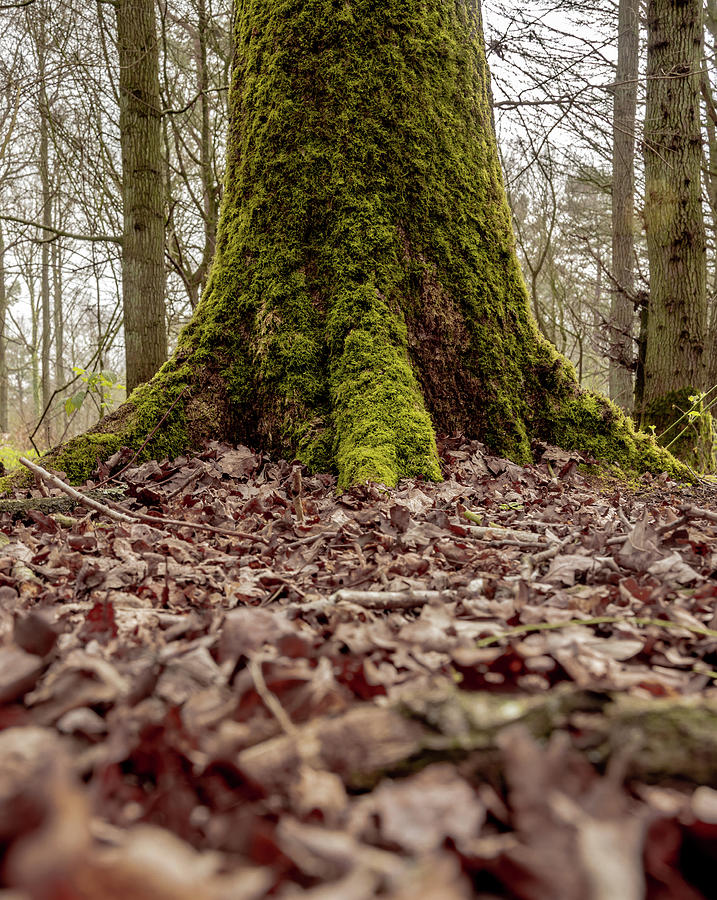 Mossy Tree Photograph by Scott Lyons