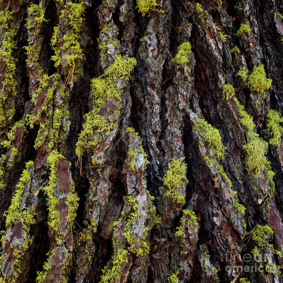 Mossy Tree Trunk Texture - Organic Patterns and Textures by Charmian Vistaunet Mossy Tree Trunk Texture - Organic Patterns and Textures by Charmian Vistaunet