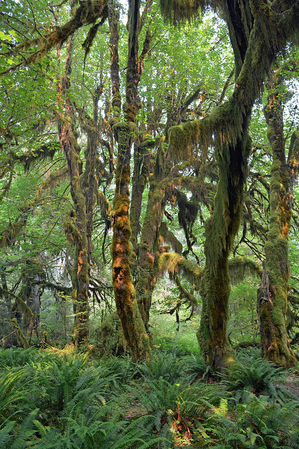 Mossy Trees and Sunlight in the Hoh Rain Forest Photograph by Bruce Gourley