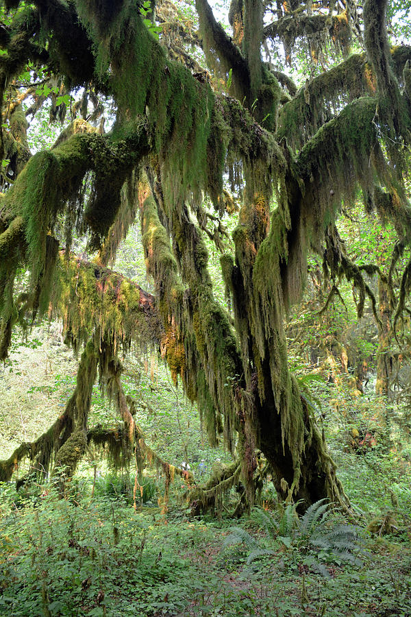 Mossy Trees in the Hoh Rain Forest 2 Photograph by Bruce Gourley