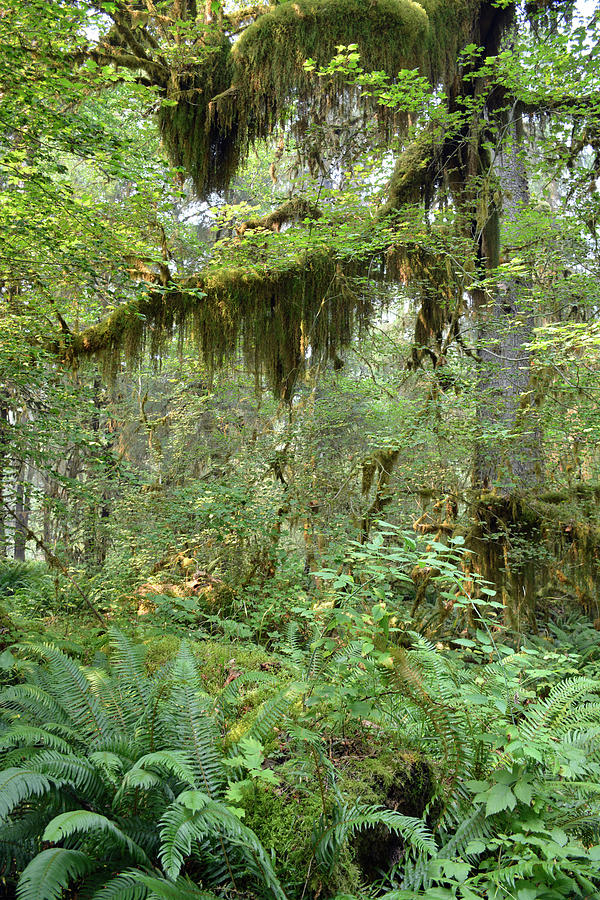 Mossy Trees in the Hoh Rain Forest Photograph by Bruce Gourley