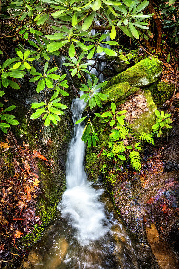Mossy Waterfall Photograph by Debra and Dave Vanderlaan