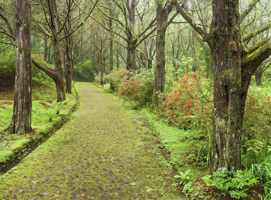 Mossy Way In The Forest, Caldeirao Verde, Queimadas Forest Park, Madeira, Portugal Photograph by Rainer Mirau