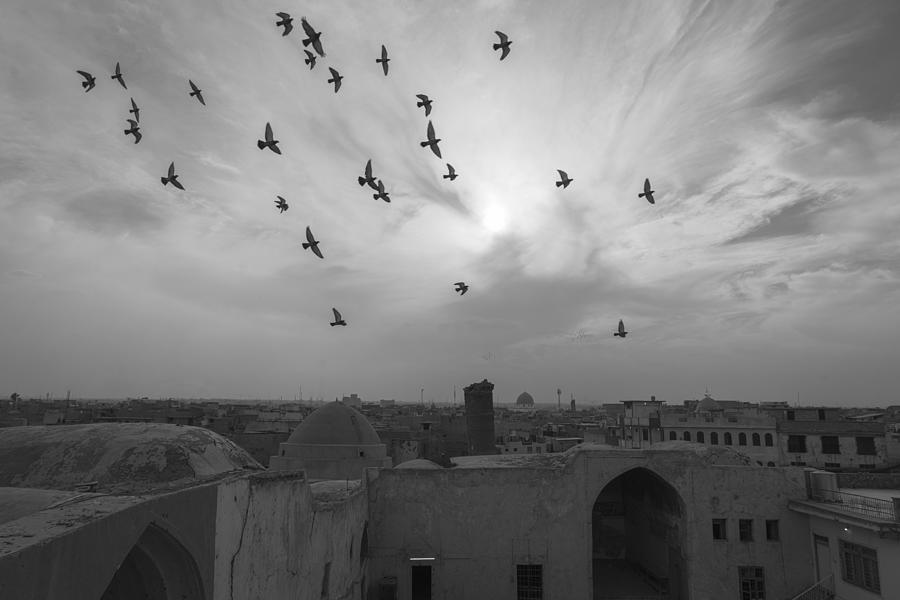 Dove Photograph - Mosul by Alibaroodi