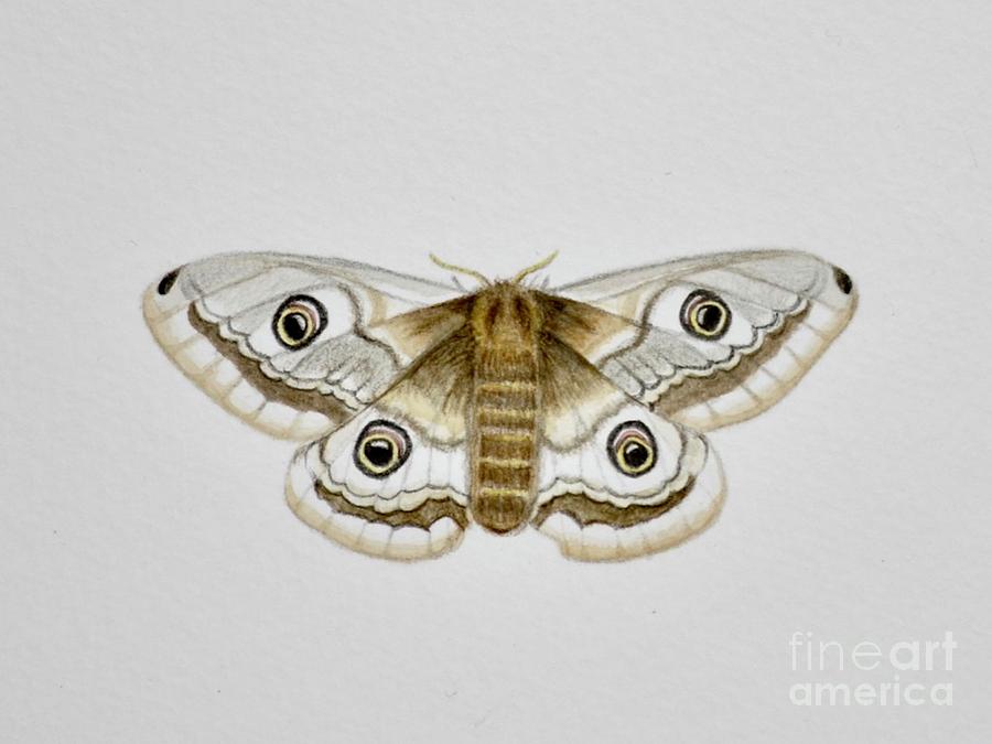 Moth 2019 Watercolor Paint And Pencil by Ele Grafton