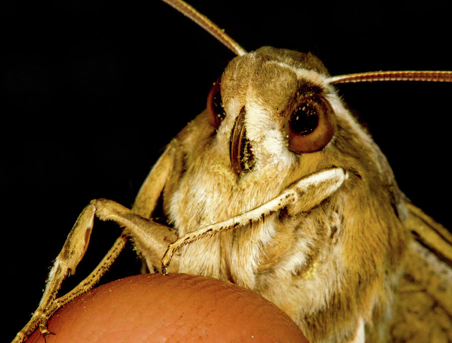 Wildlife Photograph - Moth Closeup by Jean Noren