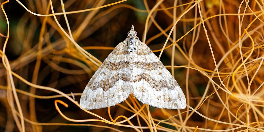 Moth In Witches Hair Photograph by KJ Swan