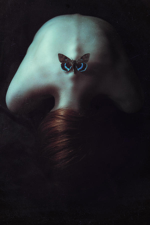 Moth Photograph by Magdalena Russocka