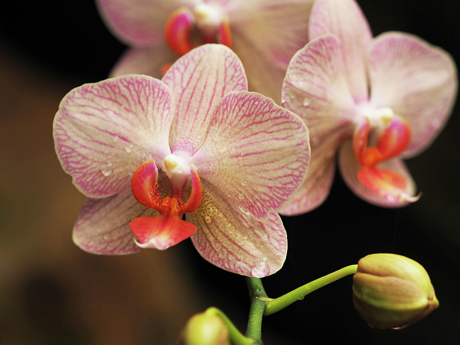 Moth Orchid Photograph by Jerry Connally