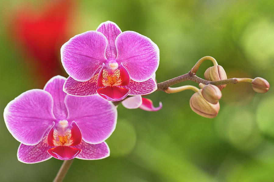Moth Orchid Photograph by Mavila