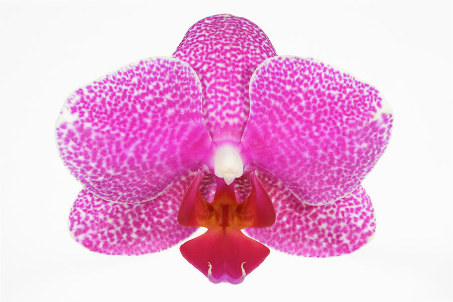 Moth Orchid Phalaenopsis Sp., Close Up Photograph by Geoff Du Feu