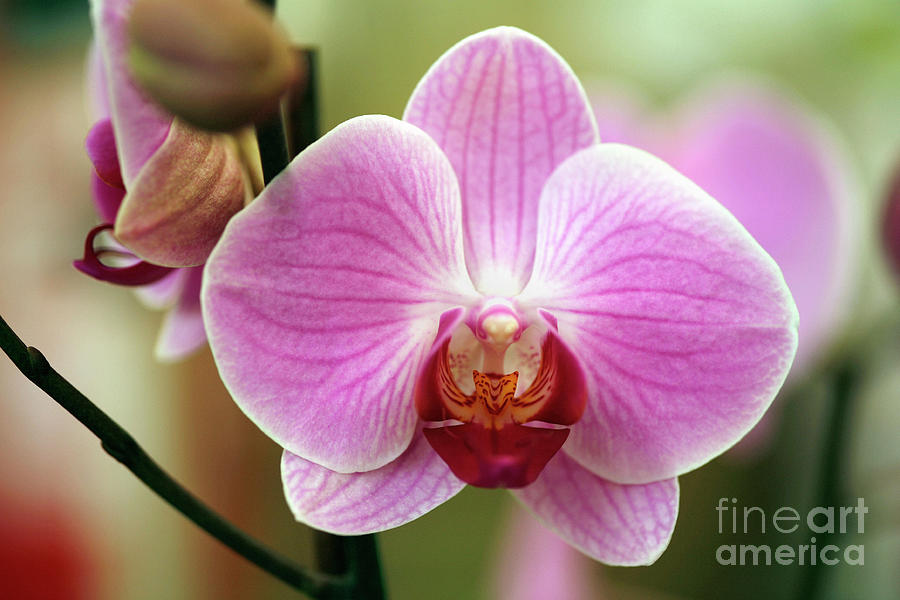 Orchid Photograph - Moth Orchid (phalaenopsis Sp.) by Dr Keith Wheeler/science Photo Library