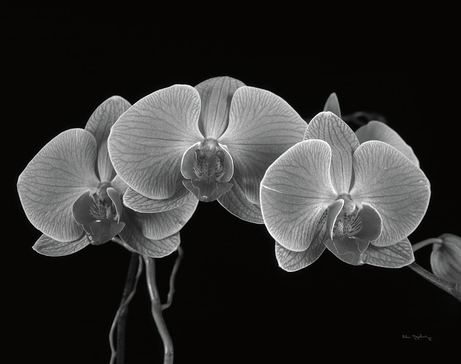 Black And White Photograph - Moth Orchids I by Alan Majchrowicz