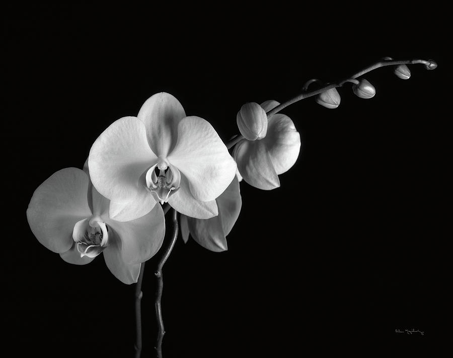 Black And White Photograph - Moth Orchids II by Alan Majchrowicz