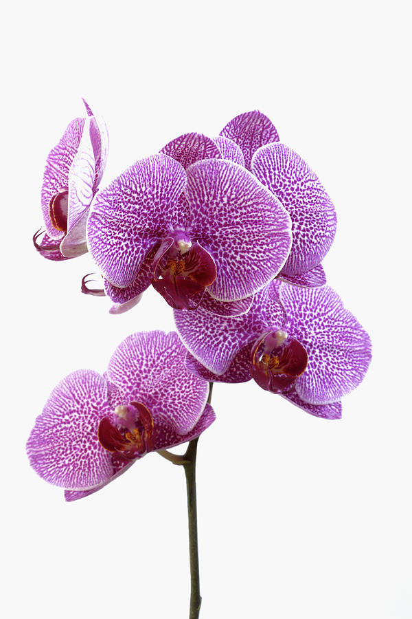Moth Orchids Phalaenopsis Sp Photograph by Rosemary Calvert