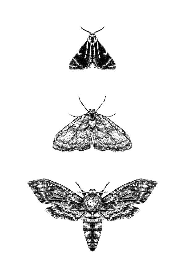 Butterfly Digital Art - Moth by Randoms Print