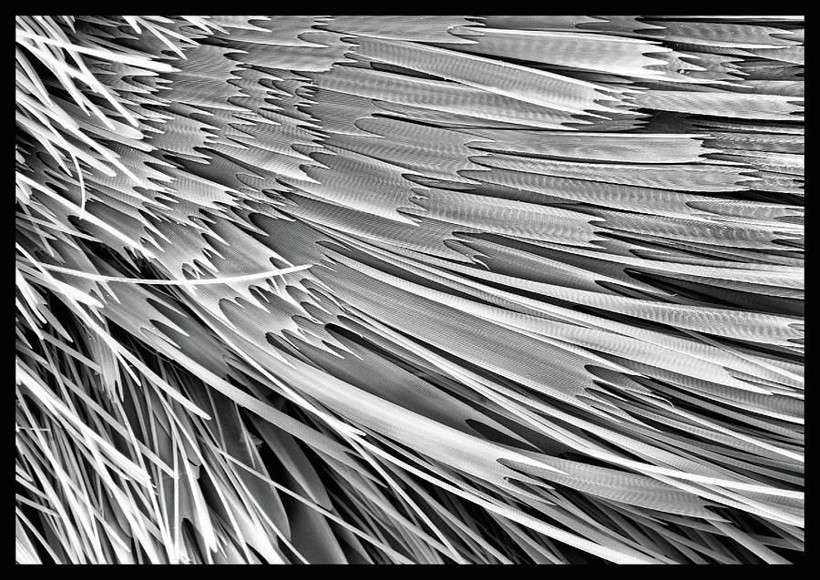 Black And White Photograph - Moth Scales, Sem by Sheri Neva