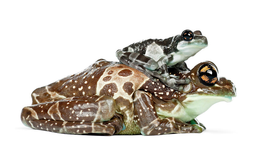 Mother Amazon Milk Frog With Her Baby Photograph by Life On White