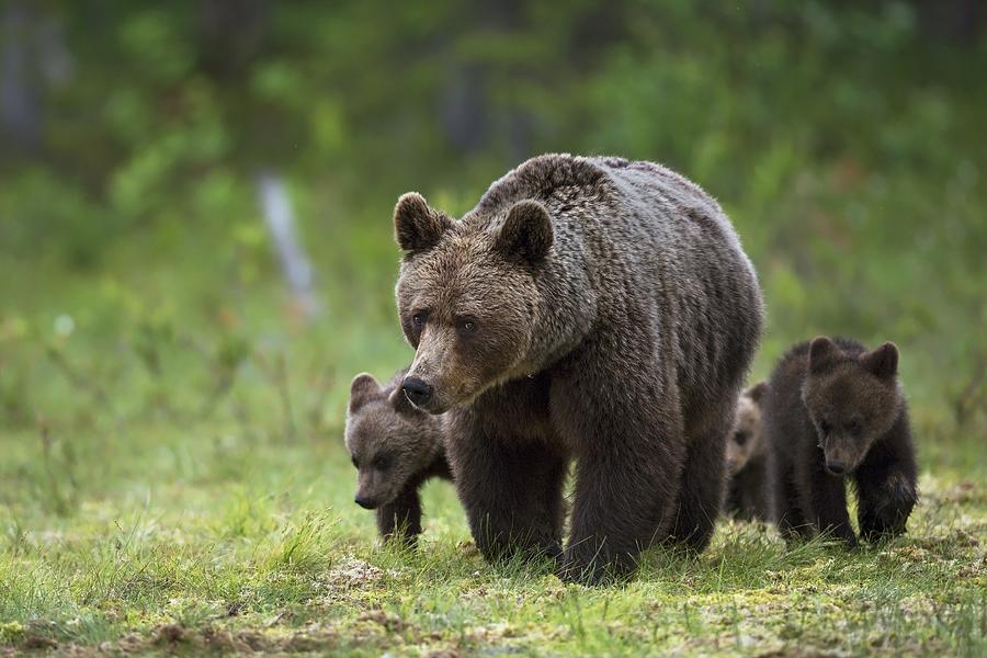Bear Photograph - Mother & Cubs by Marco Pozzi
