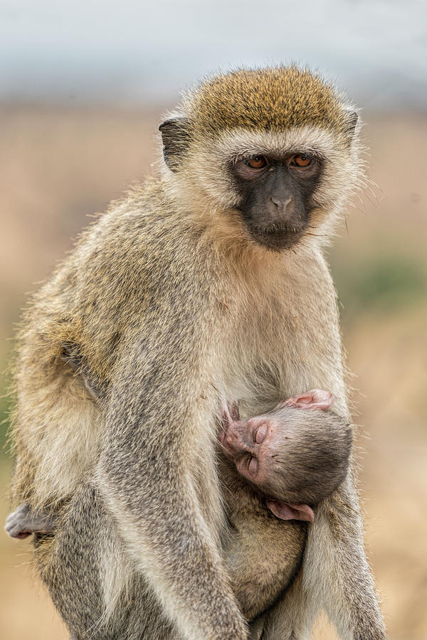 Mother and Baby  Photograph by Betty Eich