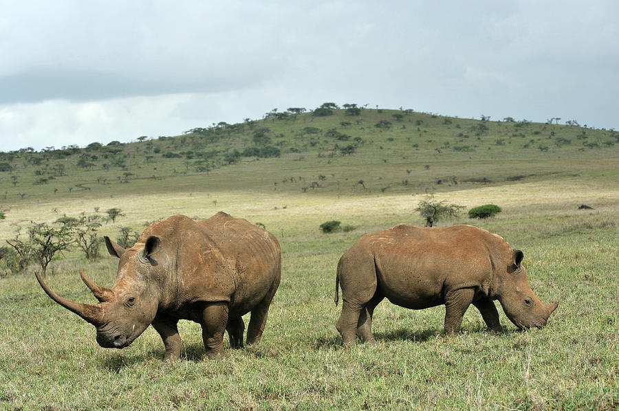 Mother And Baby Black Rhino Photograph by Christophe cerisier