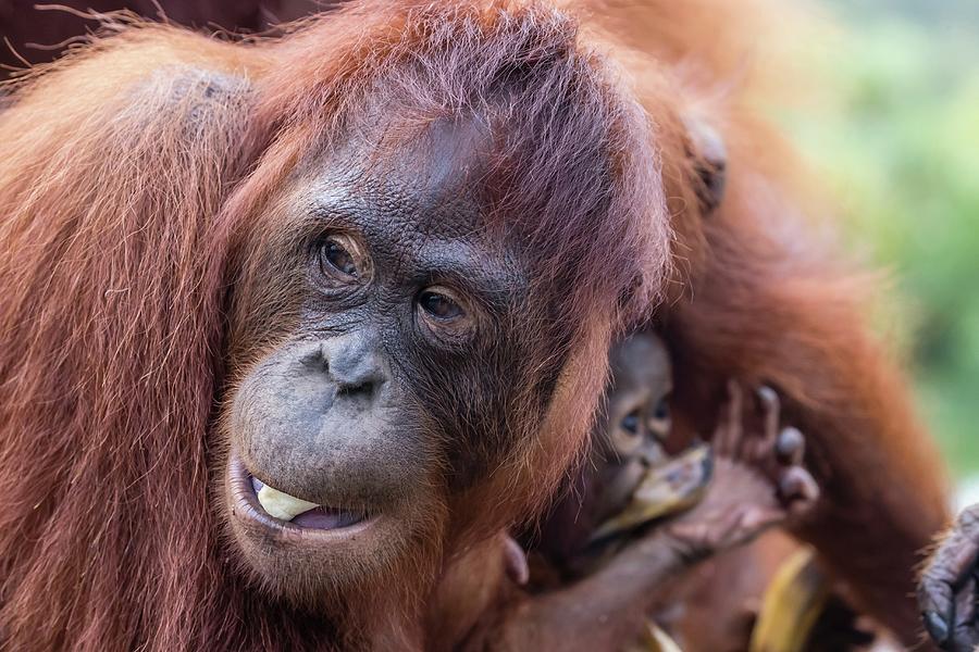 Mother And Baby Bornean Orangutans Photograph By Michael S Nolan