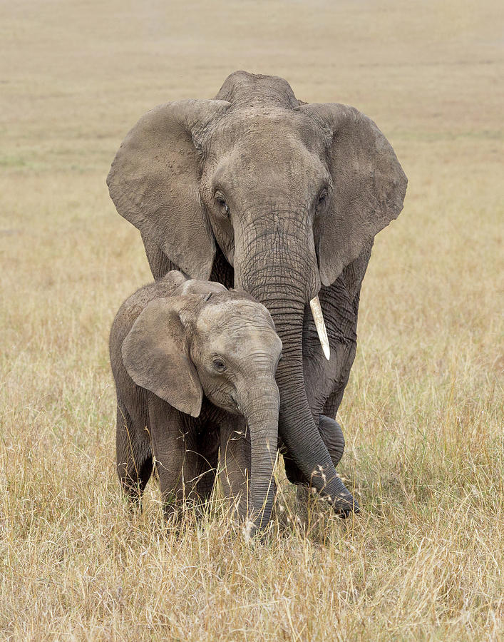 Mother And Baby Elephant - Captions Trendy