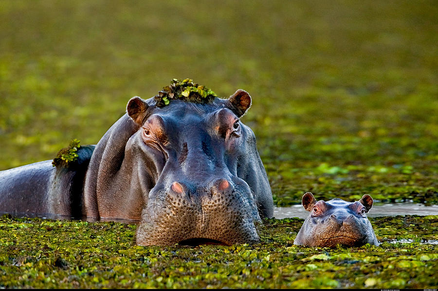 Animal Photograph - Mother And Baby Hippo Okavango Delta by Steve Bloom