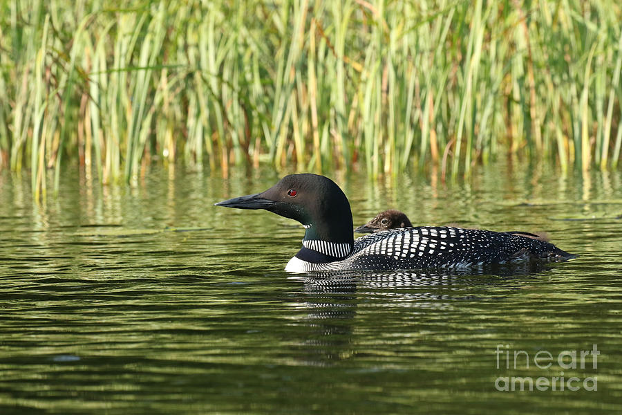 Mother and baby loon Photograph by Heather King