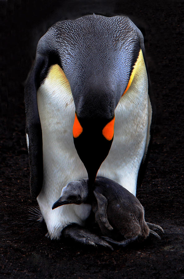 Penguin Photograph - Mother And Baby by Shirley Chang
