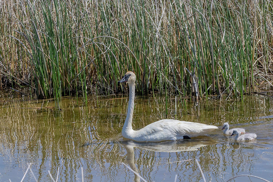 Mother and Baby Swans by Michael Chatt Mother and Baby Swans by Michael Chatt