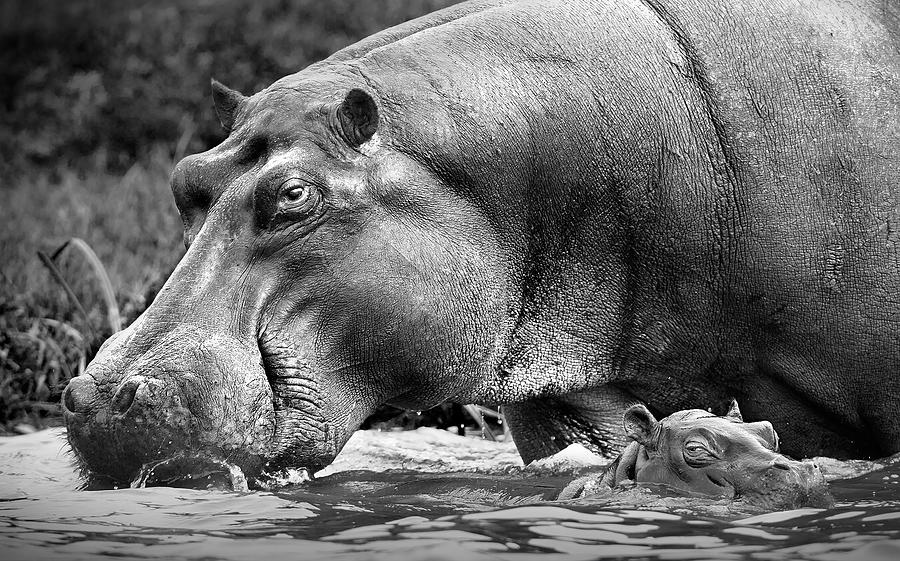 Hippopotamus Photograph - Mother And Baby by Thomas Andersson
