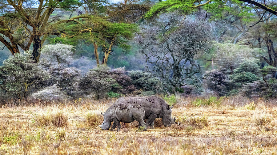 Mother and Baby White Rhinos in Lake Nakuru by Susan Schmitz Mother and Baby White Rhinos in Lake Nakuru by Susan Schmitz