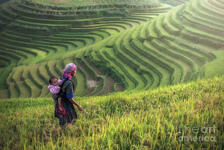 Mother And Child Hmong, Working At Rice Photograph by Std