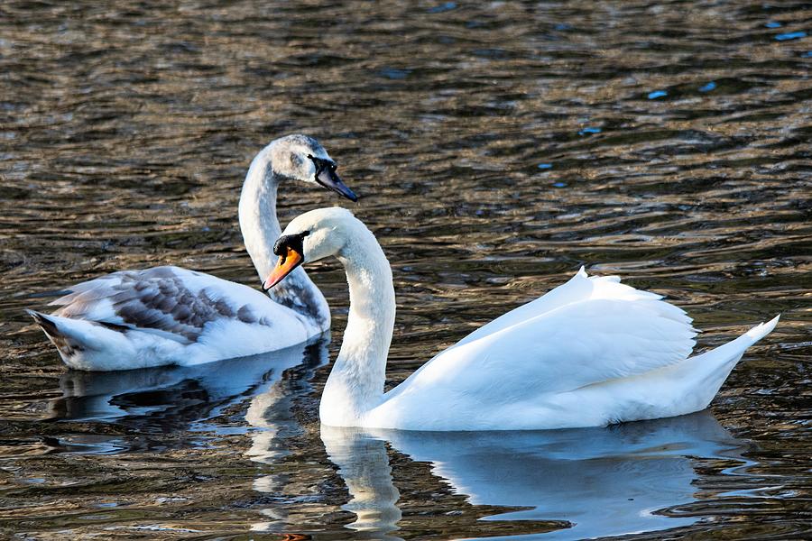 Swan Photograph - Mother and Child 2 by Mary Ann Artz