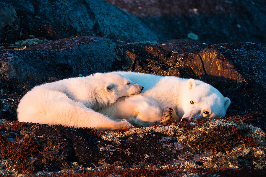 Mother And Cub Are Resting At Sunset Photograph by Giorgio Disaro
