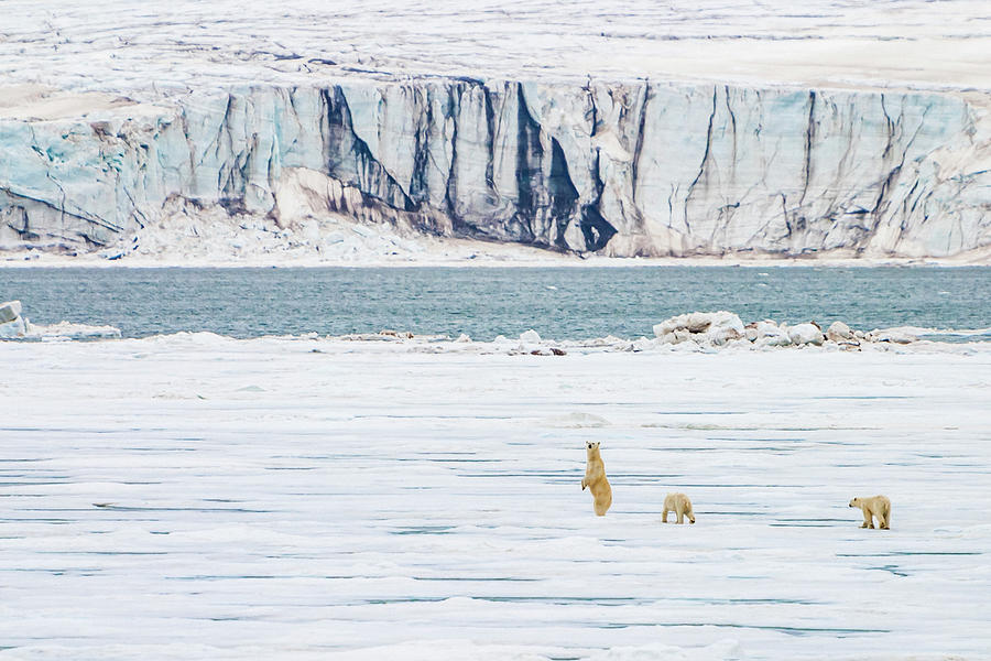 Mother And Cubs Walking Across Pack Photograph by Ralph Lee Hopkins