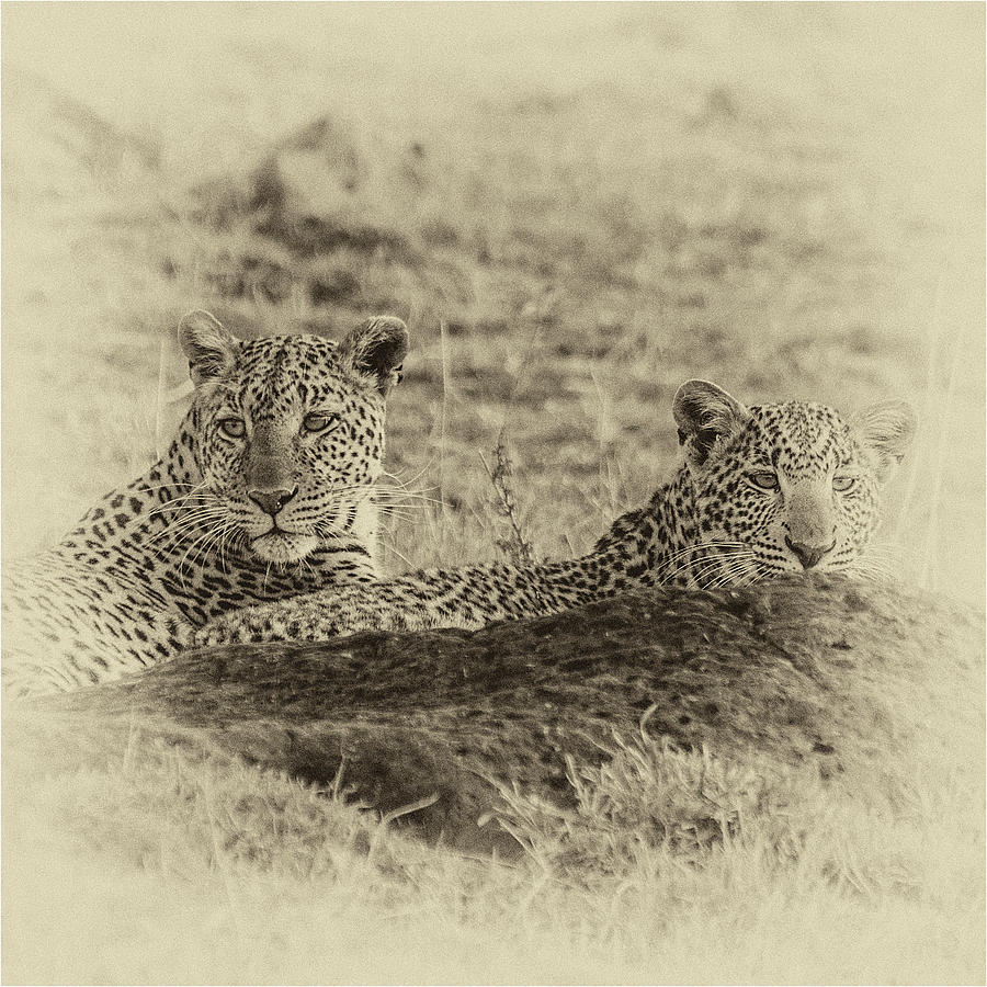 Leopard Photograph - Mother and Daughter Leopards by Jenni Alexander