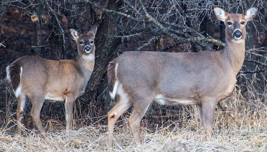 Mother and Daughter Whitetail Deer Photograph by David Taylor