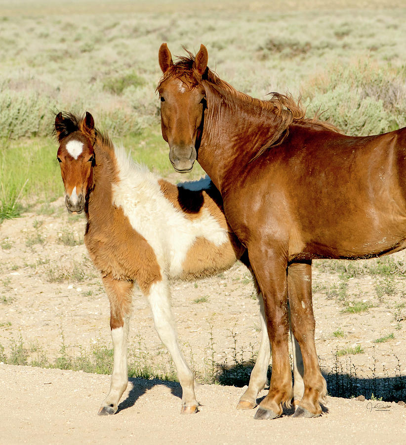 Mother and Daughter Wild Mustang Photograph by Judi Dressler