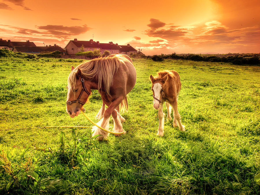 Mother And Foal Photograph by Fergal Ocallaghan