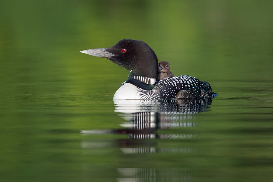 Loon Photograph - Mother And I by Nick Kalathas