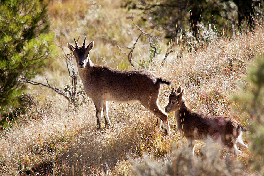 Mother And Juvenile Of Spanish Ibex Photograph by © Santiago Urquijo