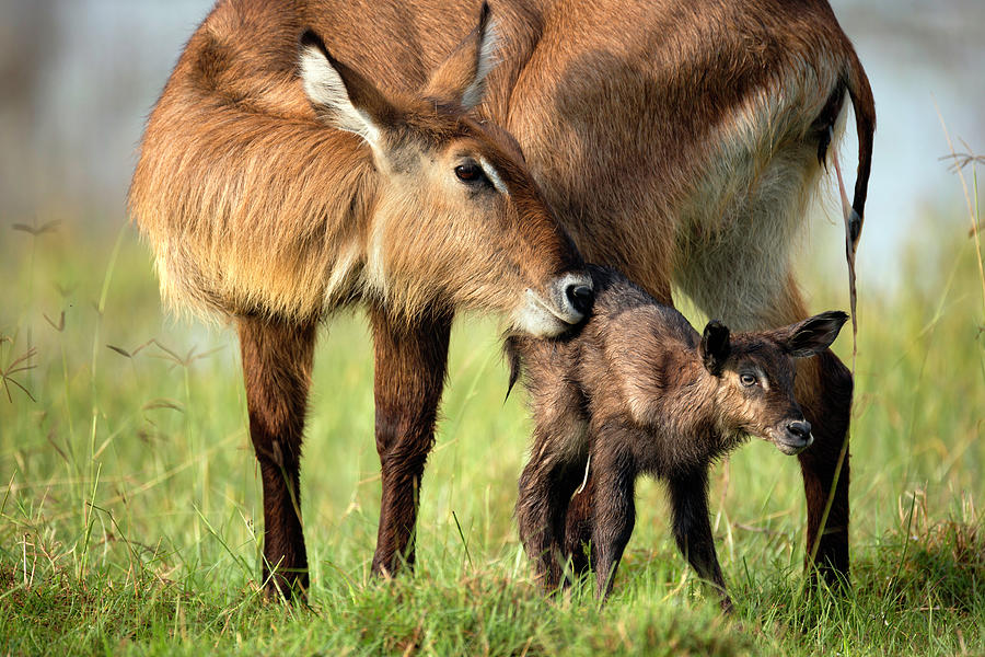 Mother And Juvenile Waterbuck (kobus Ellipsiprymnus), Lake Nakuru 