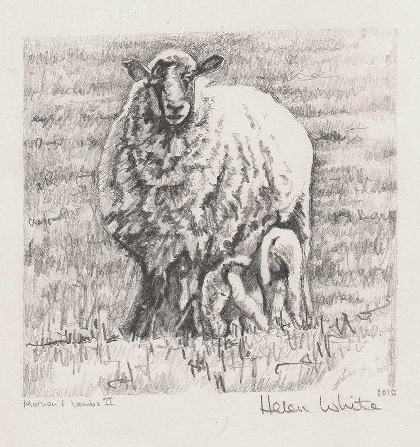 Sheep Drawing - Mother And Lambs by Helen White Sheep Drawing - Mother And Lambs by Helen White