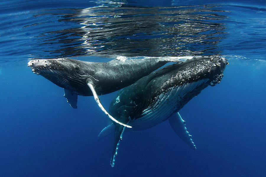 Whale Photograph - Mother And Son by Cdric Pneau