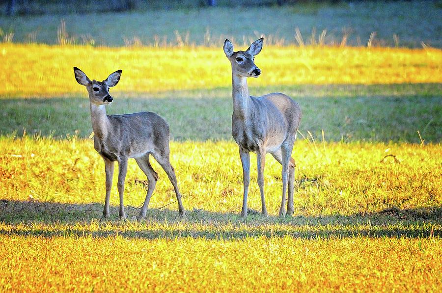 Mother and Son Photograph by Lynn Bauer