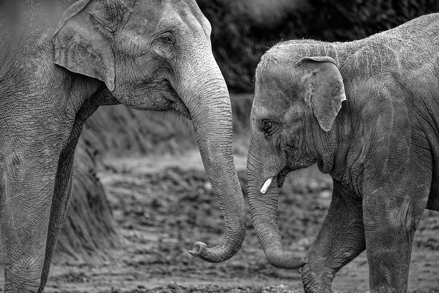 Mother and Young One by Jonathan Davison Mother and Young One by Jonathan Davison